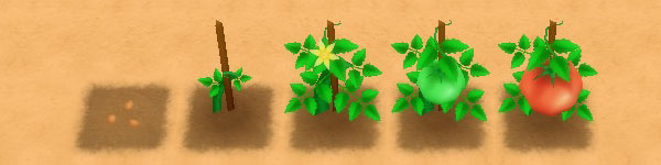 Tomato growth stages image